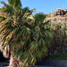 Palmenfeeling im Januar auf Madeira