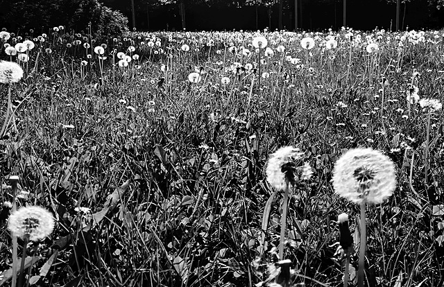 SSC: Nature  in black and white
