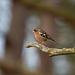 Chaffinch