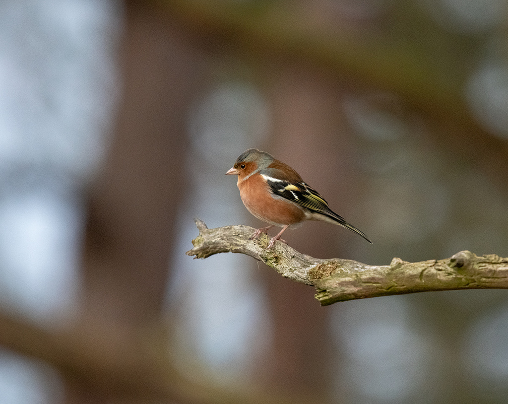 Chaffinch