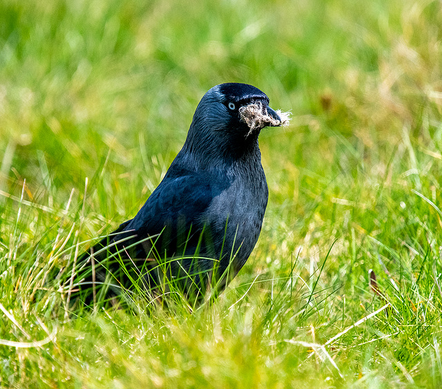 Jackdaw