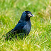 Jackdaw