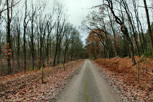 Ahsener Allee (Haard, Oer-Erkenschwick) / 1.12.2018