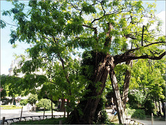 Hommage respectueux au plus vieil arbre de Paris