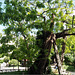 Hommage respectueux au plus vieil arbre de Paris