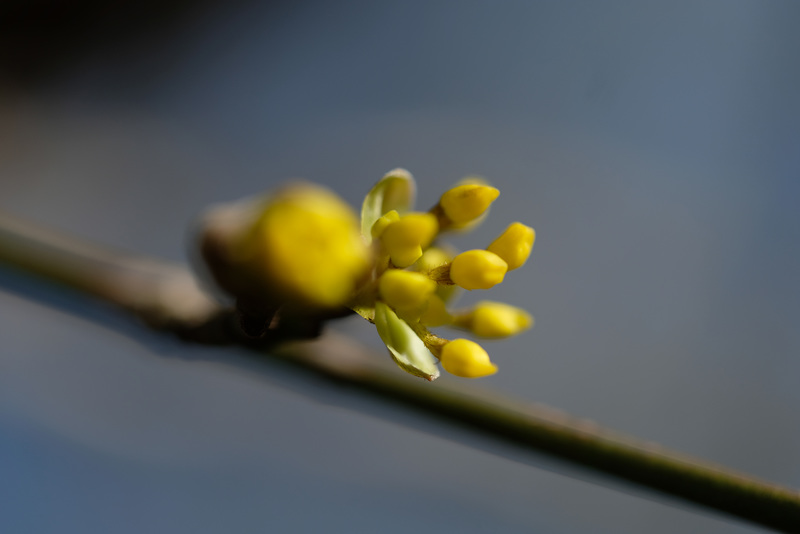 DSCF3705