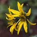 Five-nerved Sunflower