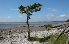 Lone Tree at Silverdale