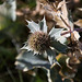 20140908 4920VRAw [NL] Stranddistel (Eryngium mantimum), Terschelling