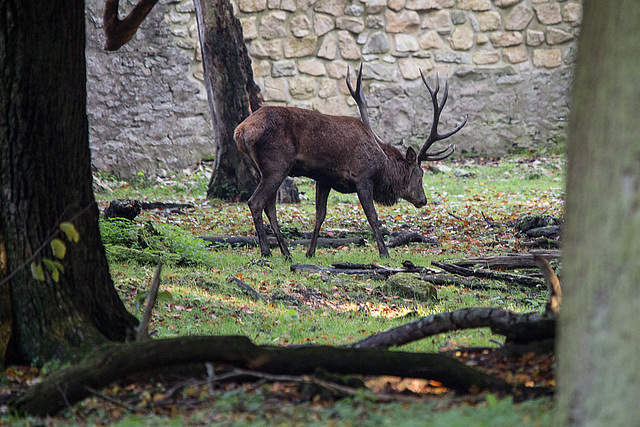 20151010 9335VRTw [D~H] Rothirsch (Cervus elaphus), Wisentgehege, Springe-Deister