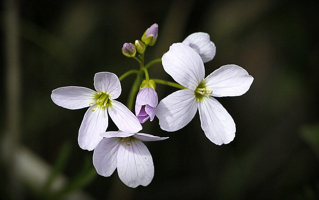 Cardamine