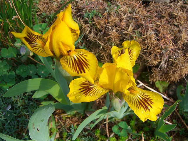 065 Nun beginnt die Zeit der Iris- Arten- und Sorten