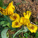 065 Nun beginnt die Zeit der Iris- Arten- und Sorten