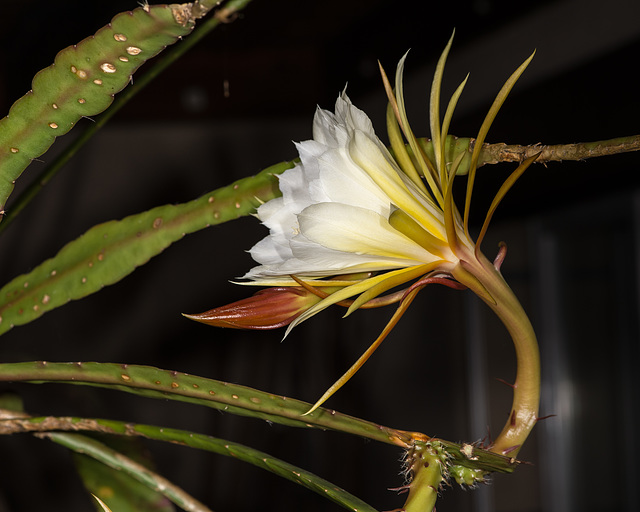 Disocactus-Epiphyllum-Hybride "H. G." - 2016-07-23_D4_DSC8571