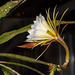 Disocactus-Epiphyllum-Hybride "H. G." - 2016-07-23_D4_DSC8571