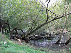 Small pond at the entrance to Woodland south of Seedgreen Park Pools