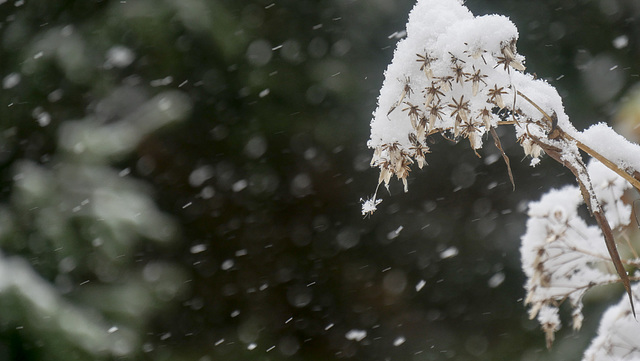 de neige et de vent... "étoiles des neiges"...