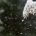 de neige et de vent... "étoiles des neiges"...