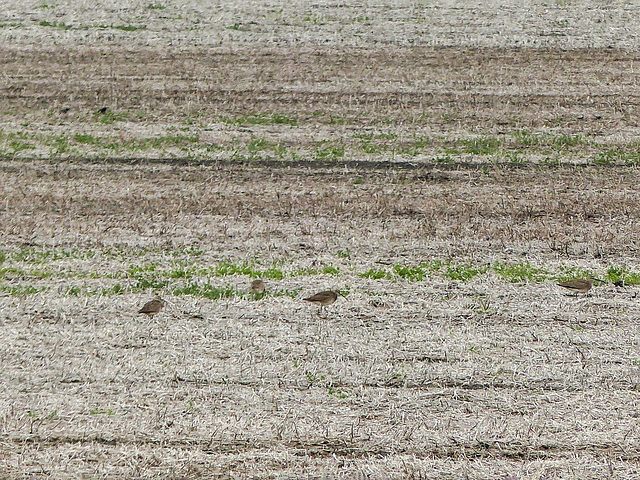 Day 4, four Whimbrels, Onion Fields, nr Pt Pelee