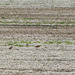 Day 4, four Whimbrels, Onion Fields, nr Pt Pelee