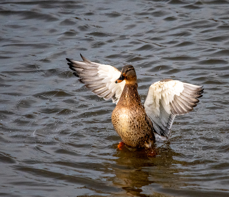 Mallard