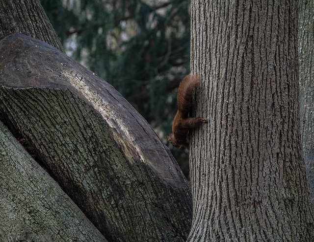 les p'tits rouquins du parc de la Tête d'Or