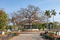 the mango tree - HFF !