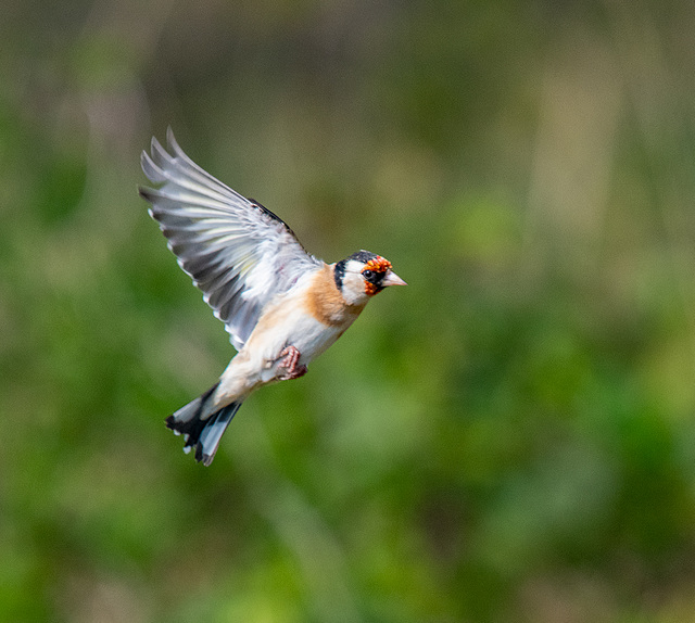 Goldfinch