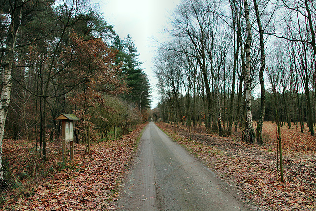 Ahsener Allee (Haard, Oer-Erkenschwick) / 1.12.2018