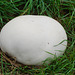 Riesenbovist  (Calvatia gigantea)