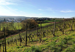 Spaziergang durch die Weinberge