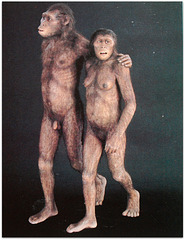 Lucy /Australopithecus africanus