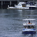 False Creek Ferrie ... P.i.P. (© Buelipix)