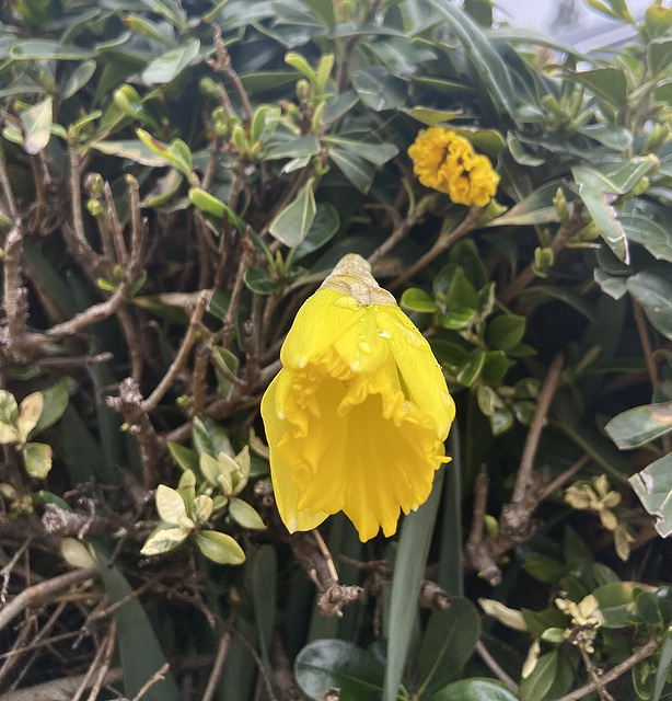 Wild daffodil / Narcisus pseudonarcissus