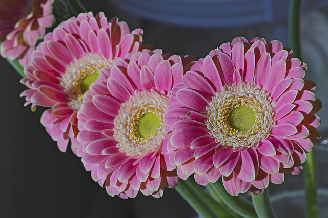 Gerbera daisies