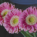 Gerbera daisies