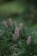 pine cones