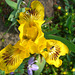 066 Nun beginnt die Zeit der Iris- Arten- und Sorten