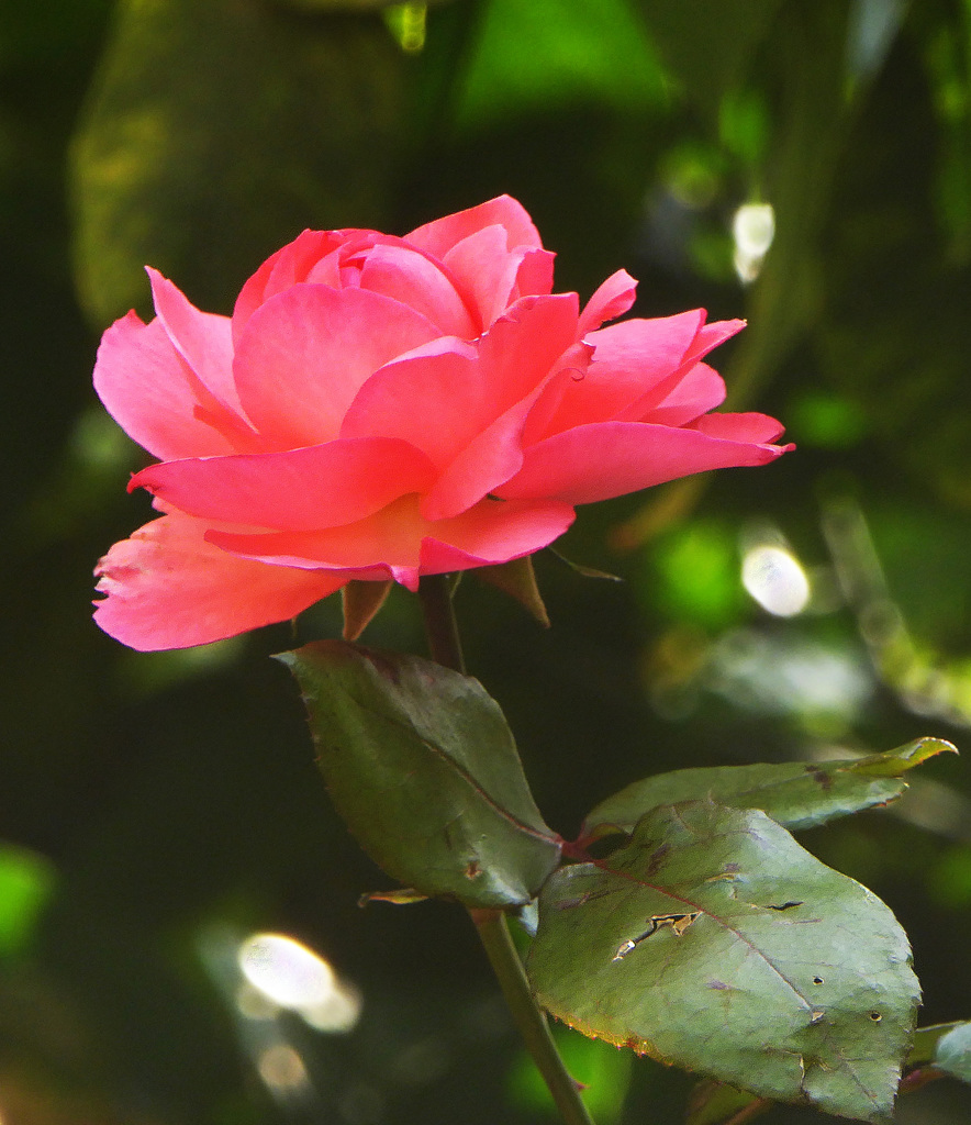 rosa nella penombra