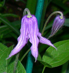 clematite