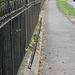 The footpath on Dudley Road in front of the Church of St Michael and All Angels.