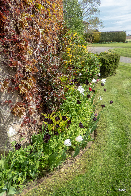 Early May Garden colours