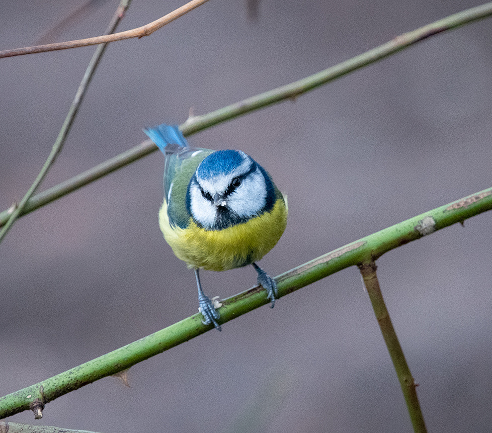 Blue tit