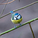 Blue tit