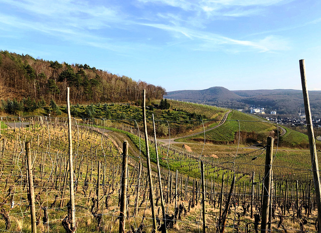 Spaziergang durch die Weinberge