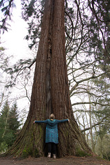 Scavenger Hunt 2020 No 20: a tall tree