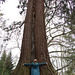 Scavenger Hunt 2020 No 20: a tall tree