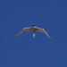 Arctic Tern