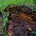 Im toten Holz floriert das Leben - Life flourishes in dead wood