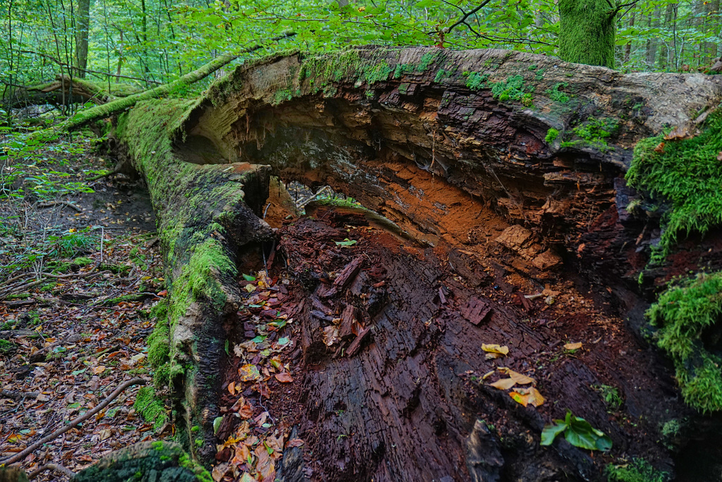 Im toten Holz floriert das Leben - Life flourishes in dead wood